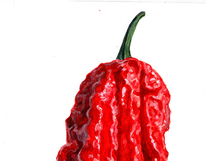 Detail Carolina Reaper Nederland Nomer 22