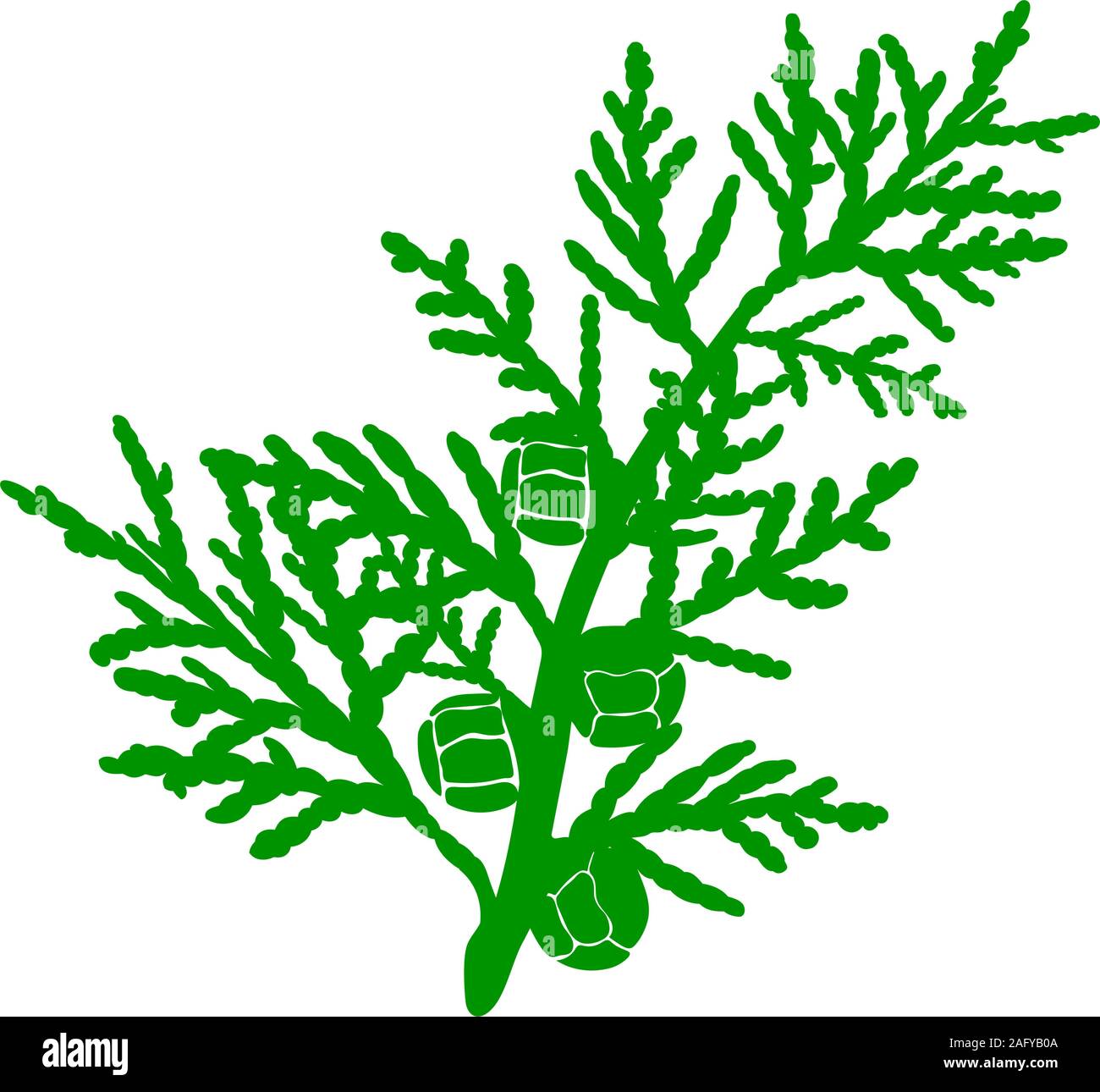 Detail Cypress Vector Nomer 13