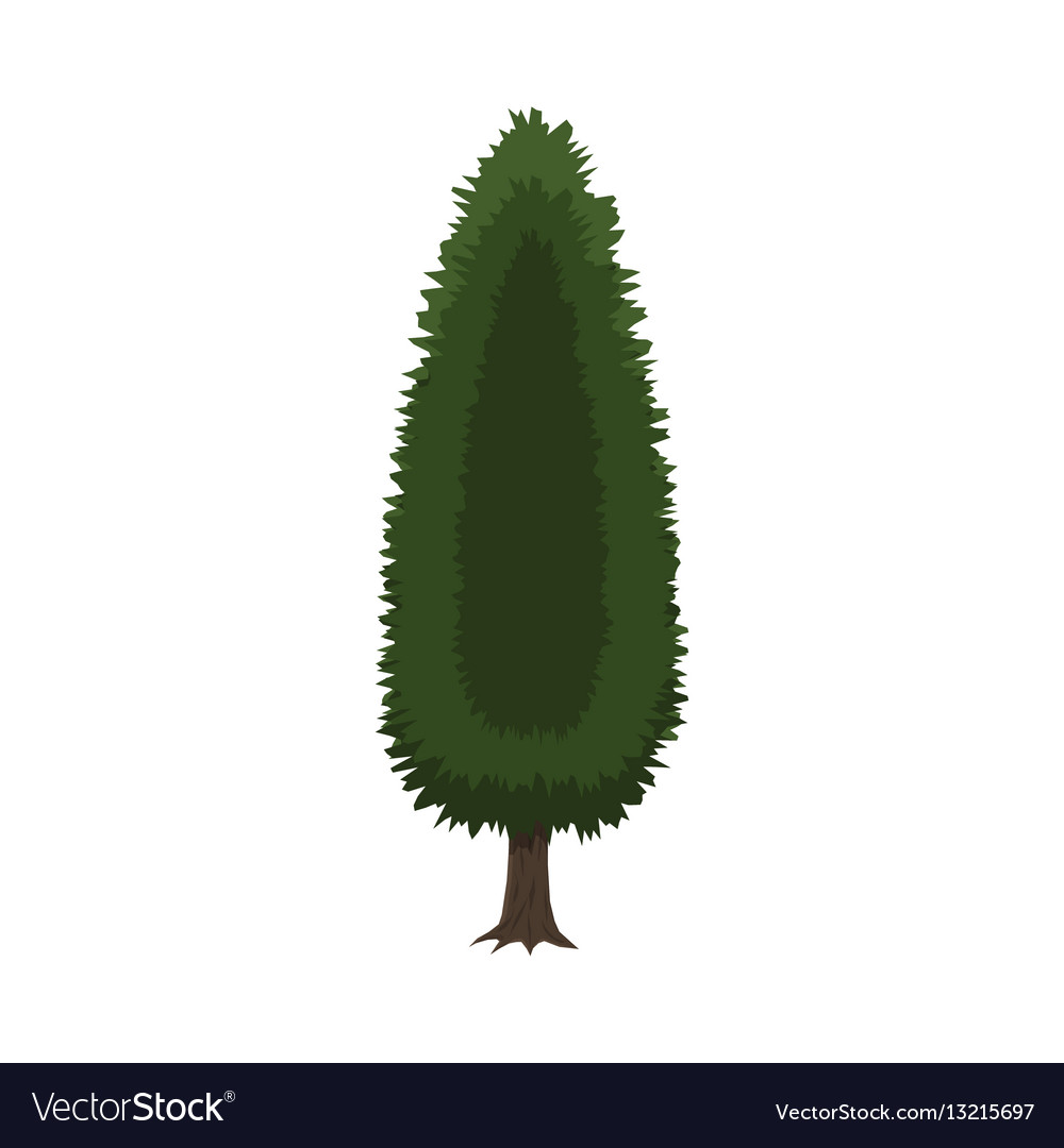 Detail Cypress Vector Nomer 8