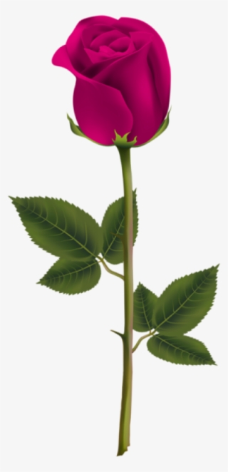 Detail Dark Rose Background Nomer 20