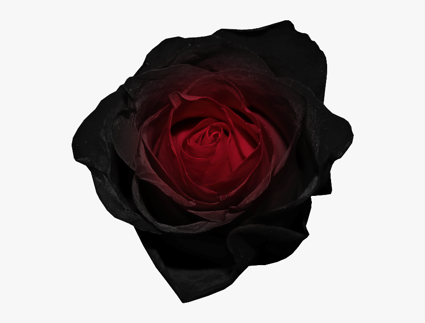 Detail Dark Rose Background Nomer 22