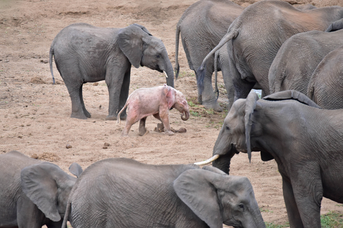 Detail Gambar Anak Gajah Nomer 4