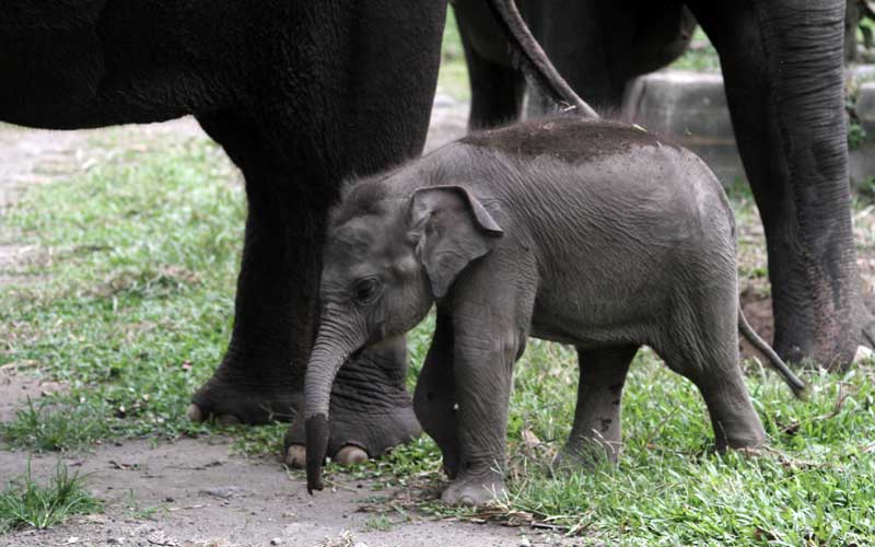 Detail Gambar Anak Gajah Nomer 9