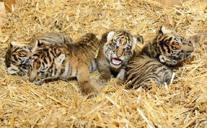 Detail Gambar Anak Harimau Lucu Nomer 16