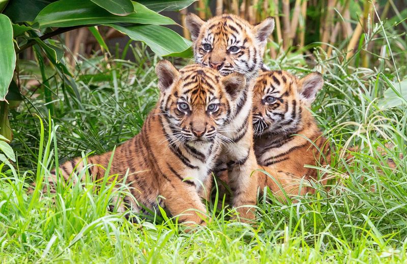 Detail Gambar Anak Harimau Lucu Nomer 5