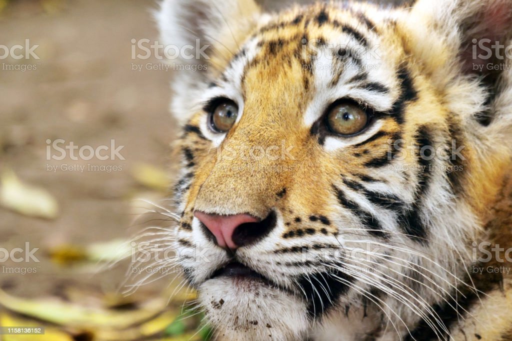 Detail Gambar Anak Harimau Lucu Nomer 42