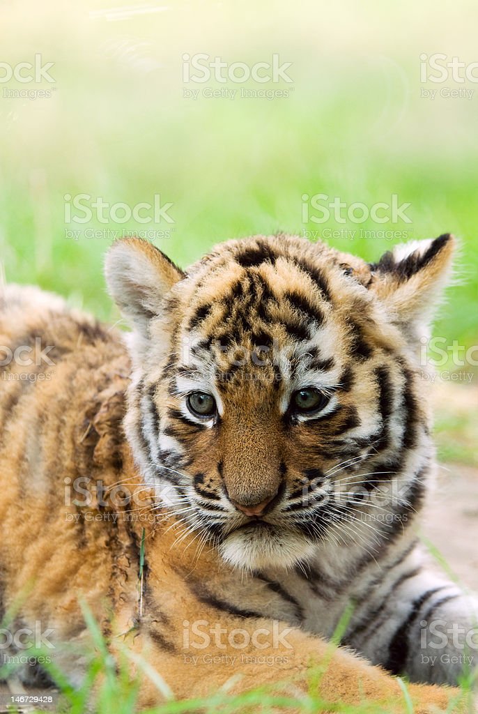 Detail Gambar Anak Harimau Lucu Nomer 54