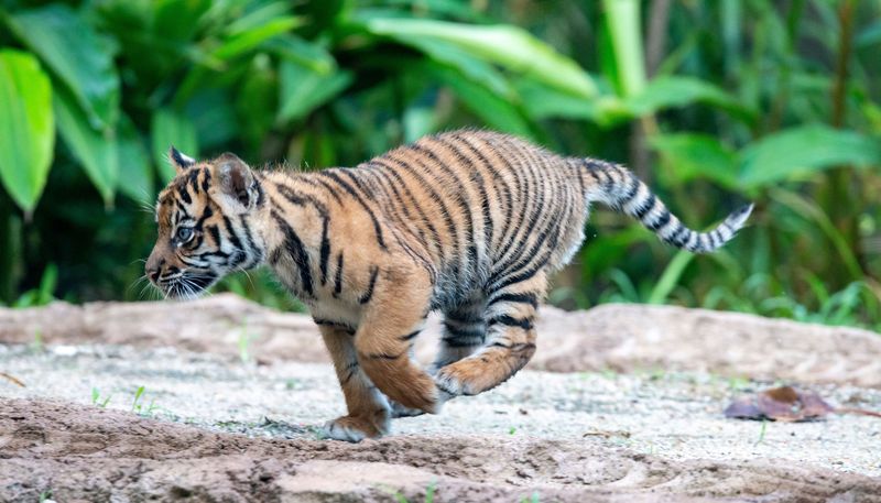 Detail Gambar Anak Harimau Lucu Nomer 10