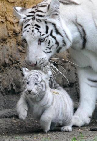Detail Gambar Anak Harimau Putih Lucu Nomer 19