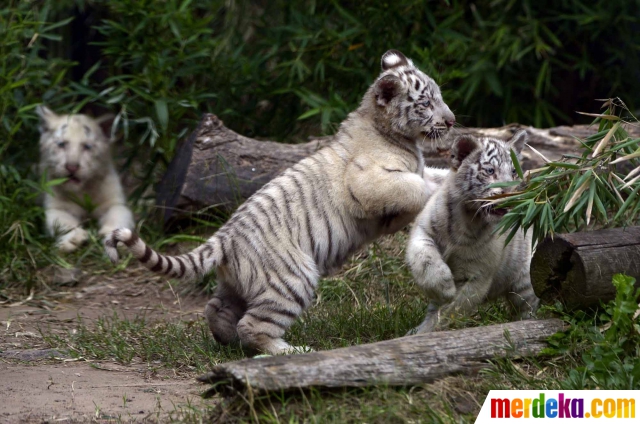Detail Gambar Anak Harimau Putih Lucu Nomer 45