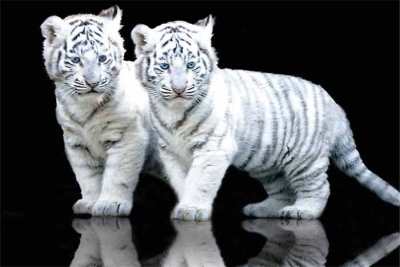 Detail Gambar Anak Harimau Putih Lucu Nomer 51