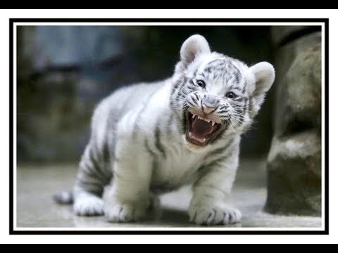Detail Gambar Anak Harimau Putih Lucu Nomer 7