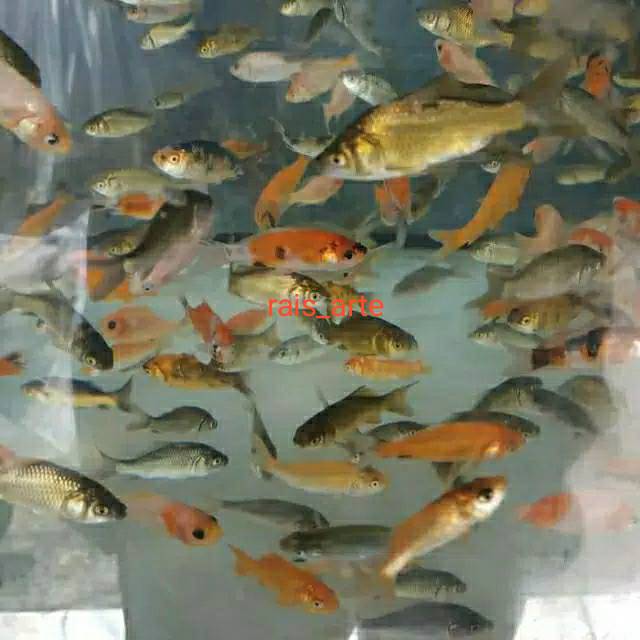 Gambar Anak Ikan - KibrisPDR