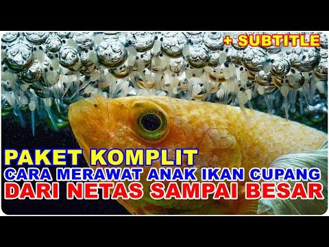 Detail Gambar Anak Ikan Cupang Yang Baru Menetas Nomer 27