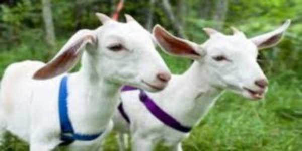 Detail Gambar Anak Kambing Nomer 17