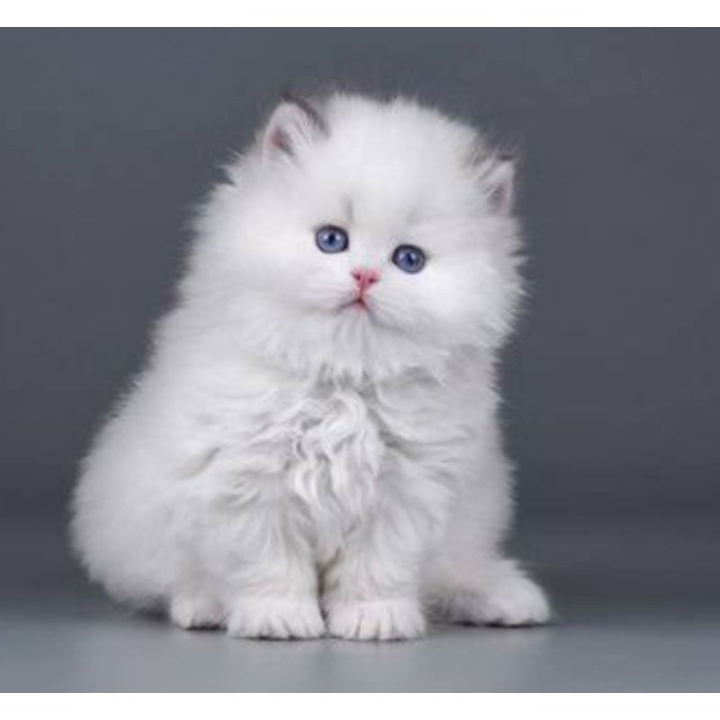 Download Gambar Anak Kucing Nomer 43