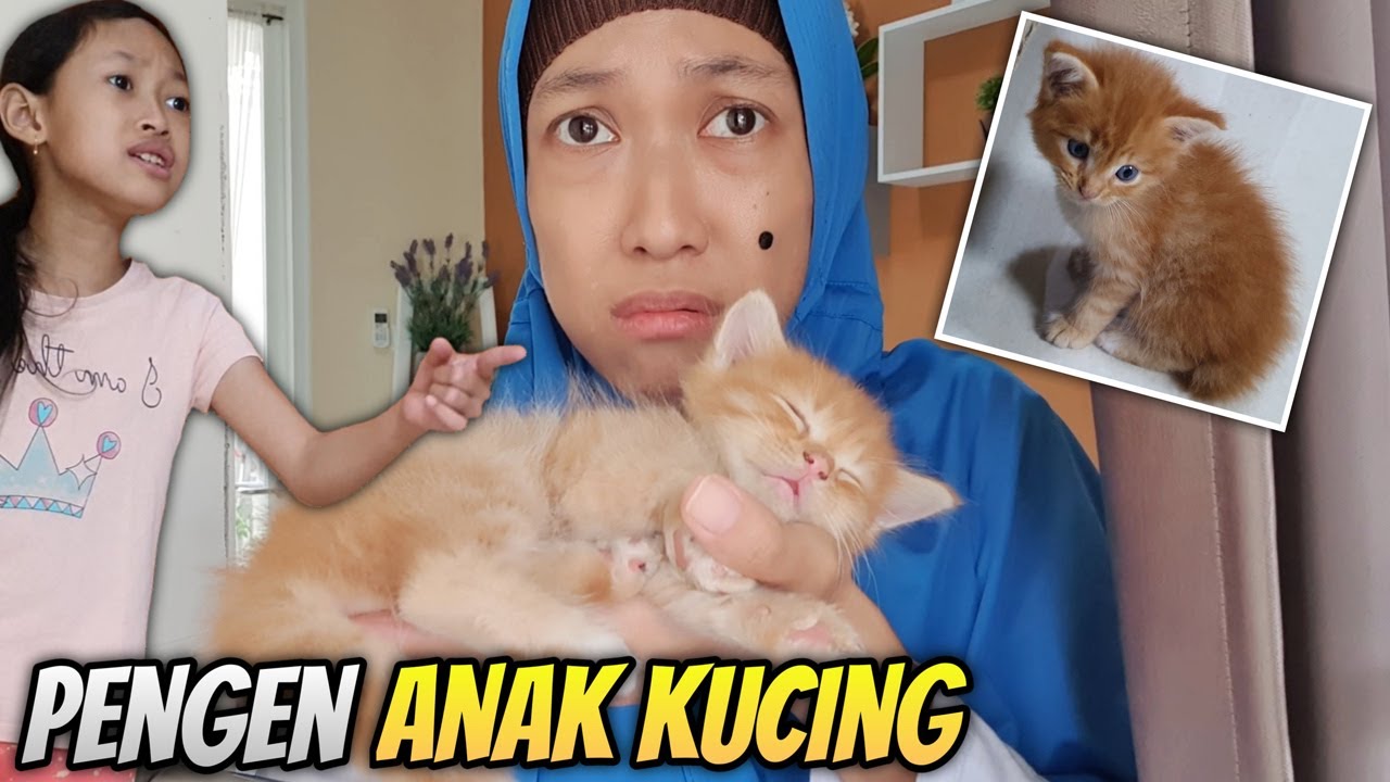 Detail Gambar Anak Kucing Nomer 44