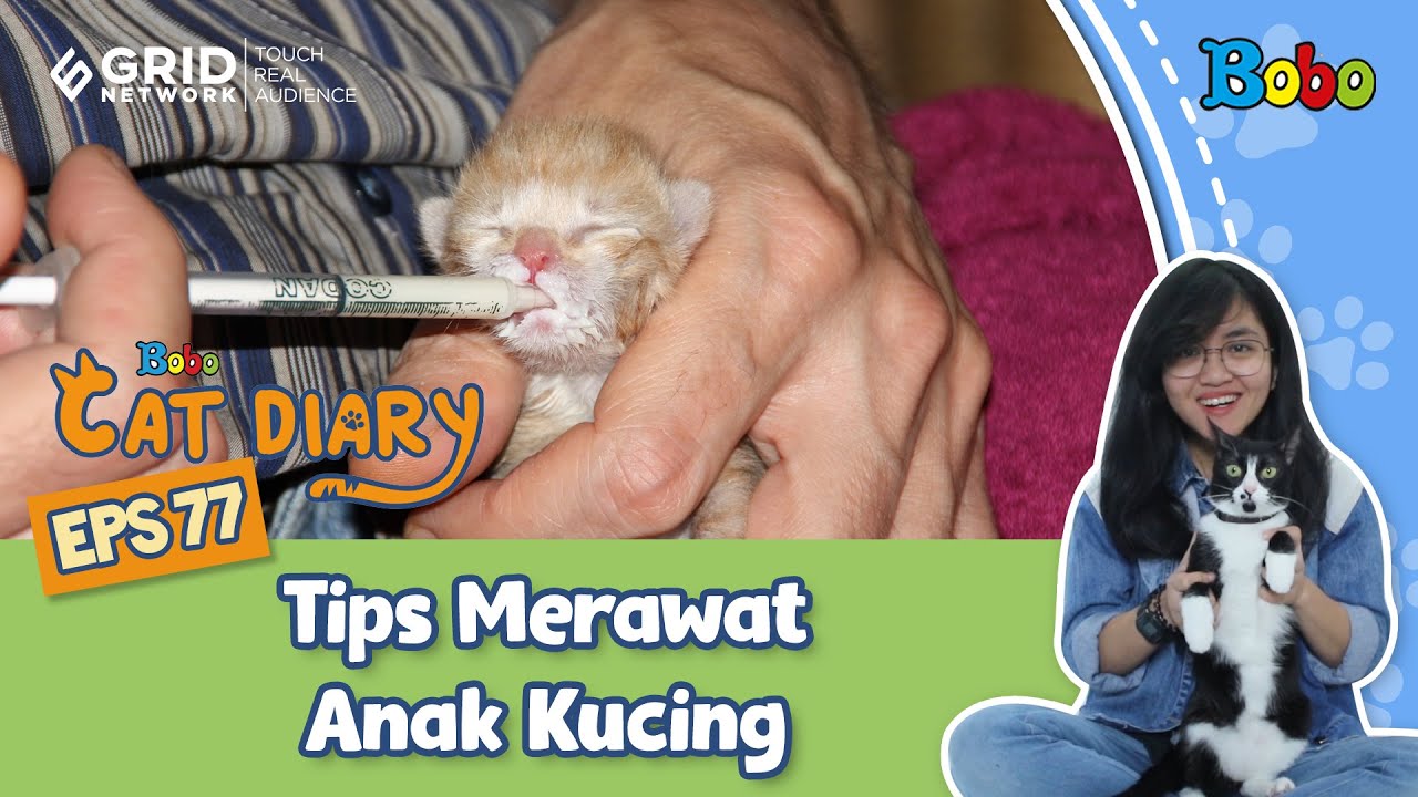 Detail Gambar Anak Kucing Nomer 54