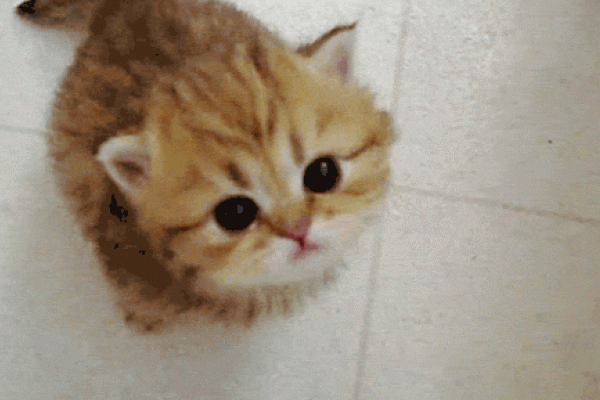 Gambar Anak Kucing Imut - KibrisPDR
