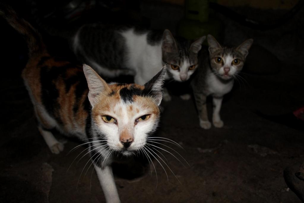 Detail Gambar Anak Kucing Kampung Nomer 46