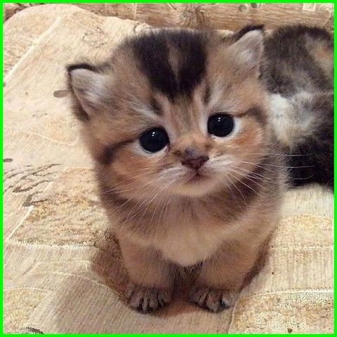 Gambar Anak Kucing Lucu Dan Imut Banget - KibrisPDR