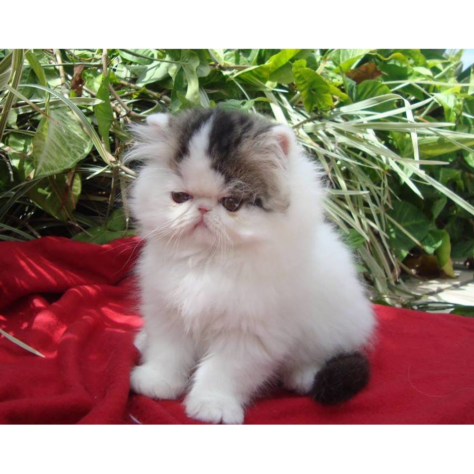 Gambar Anak Kucing Persia - KibrisPDR