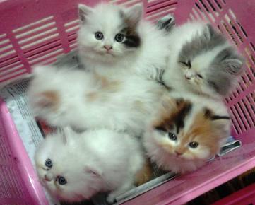 Detail Gambar Anak Kucing Persia Nomer 9