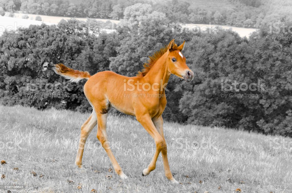 Detail Gambar Anak Kuda Nomer 14