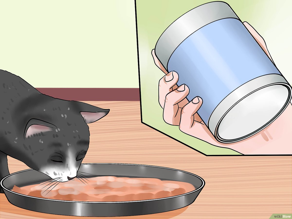 Detail Gambar Anak Memberi Makan Kucing Nomer 26