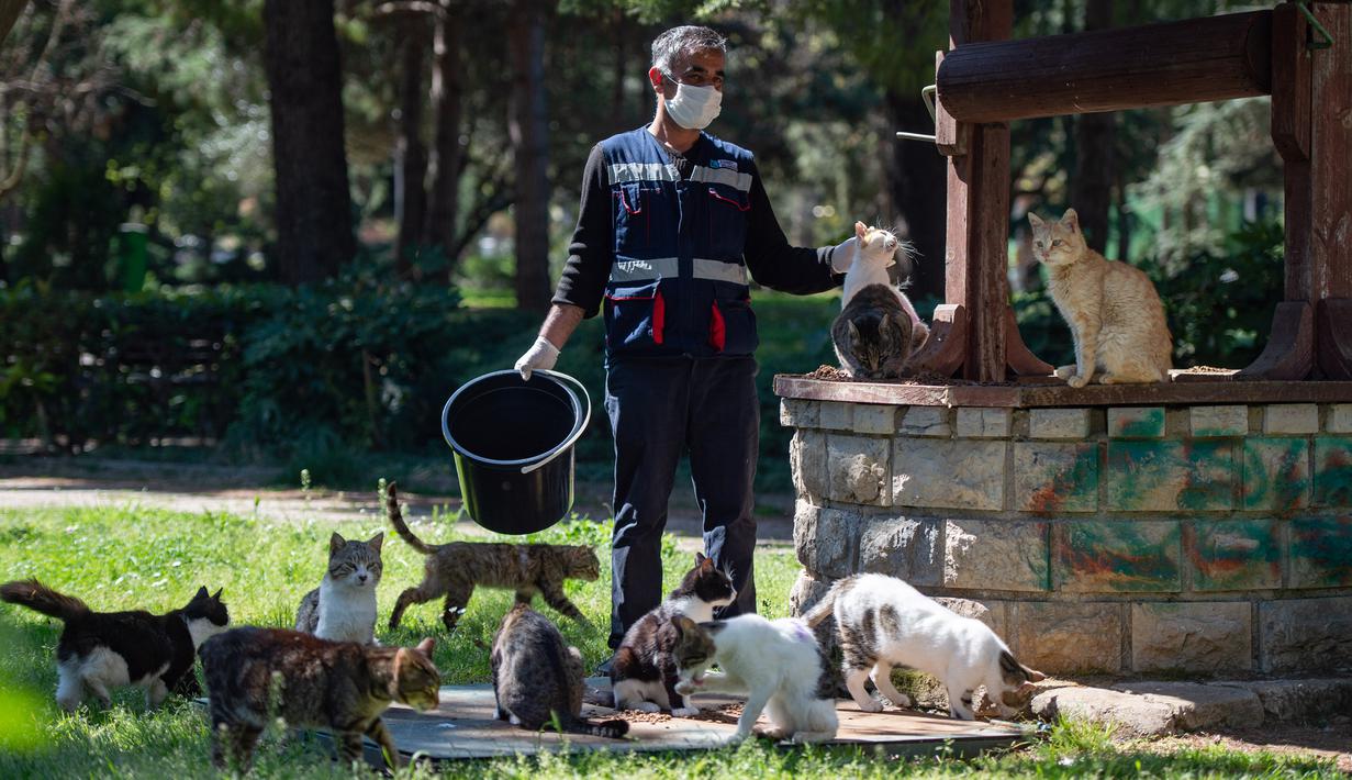 Detail Gambar Anak Memberi Makan Kucing Nomer 33