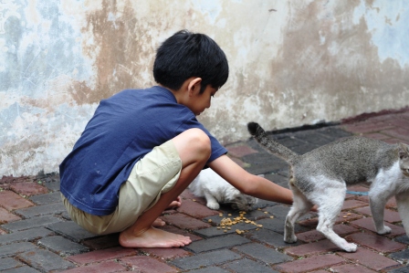 Detail Gambar Anak Memberi Makan Kucing Nomer 5