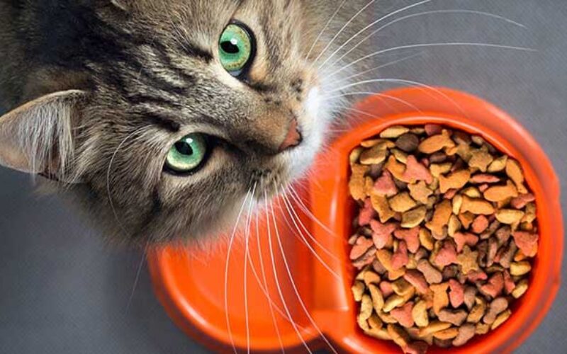 Detail Gambar Anak Memberi Makan Kucing Nomer 46