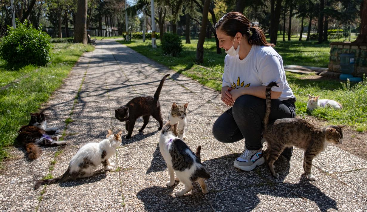 Detail Gambar Anak Memberi Makan Kucing Nomer 8