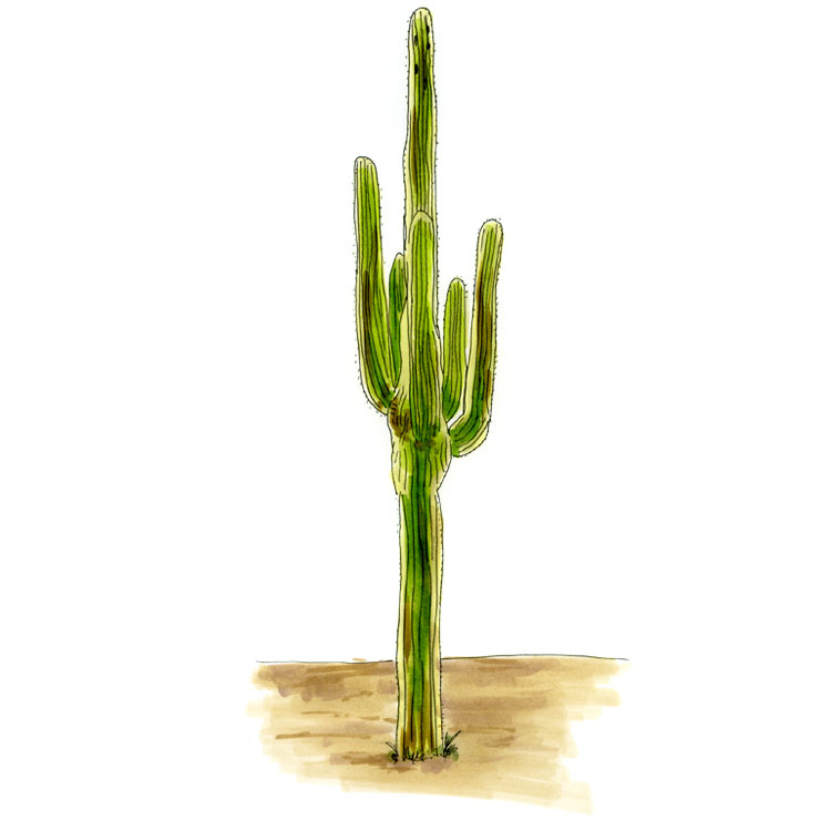 Death Valley Cactus - KibrisPDR