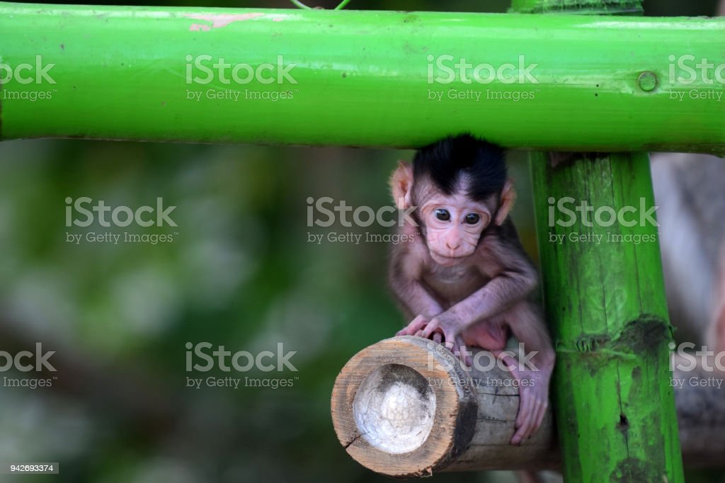 Detail Gambar Anak Monyet Nomer 21
