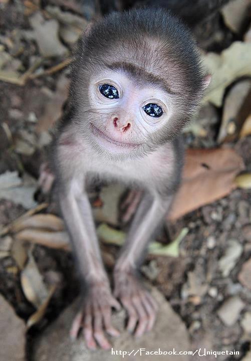Detail Gambar Anak Monyet Nomer 22