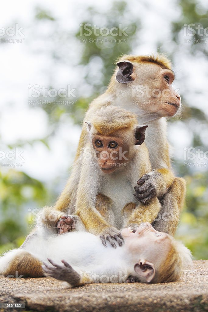 Detail Gambar Anak Monyet Nomer 27