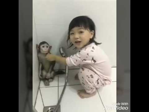 Detail Gambar Anak Monyet Nomer 31