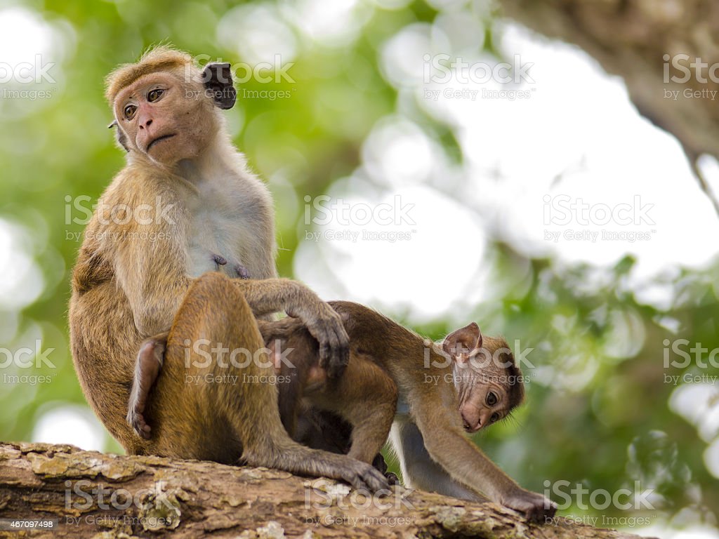 Detail Gambar Anak Monyet Nomer 37