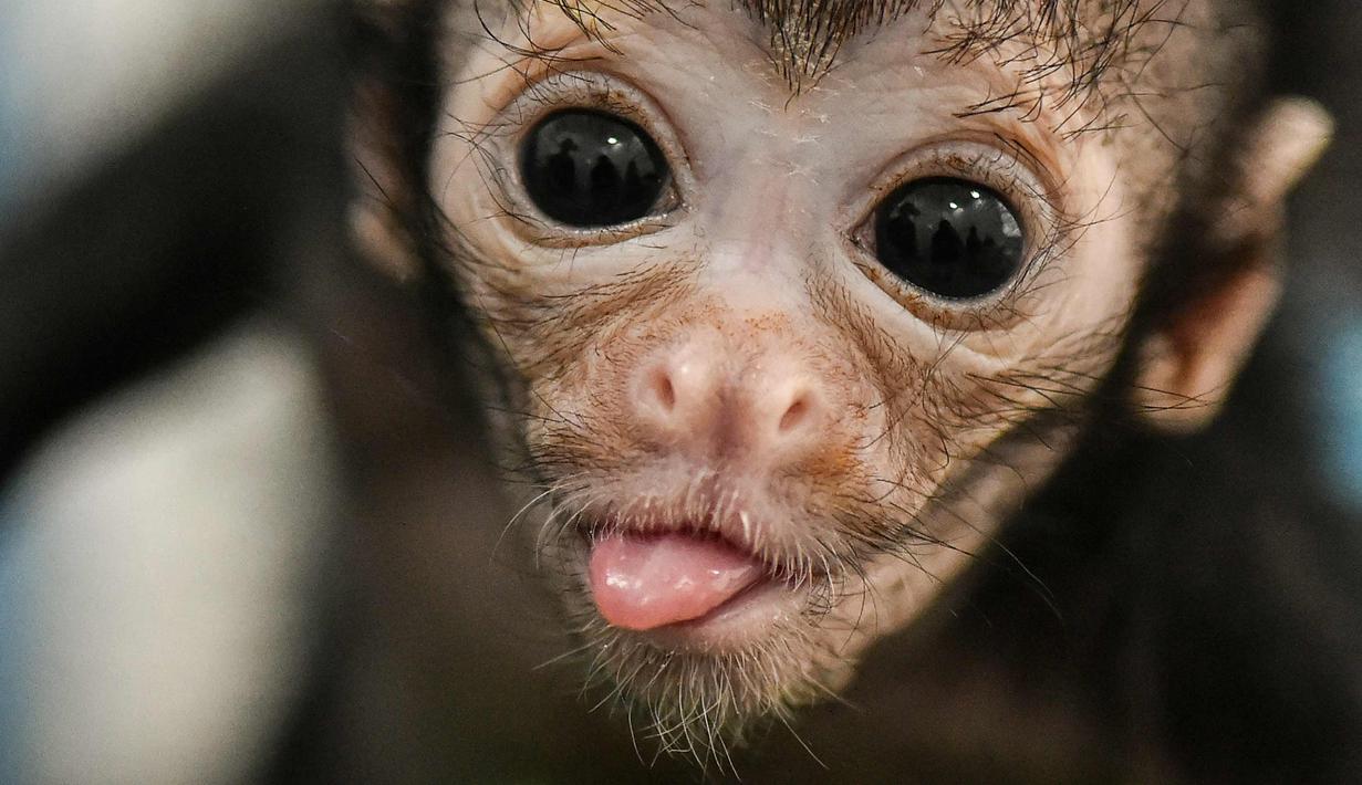 Detail Gambar Anak Monyet Nomer 6