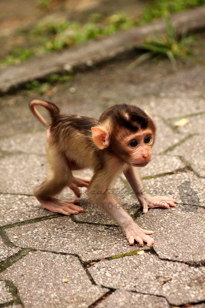 Detail Gambar Anak Monyet Nomer 7