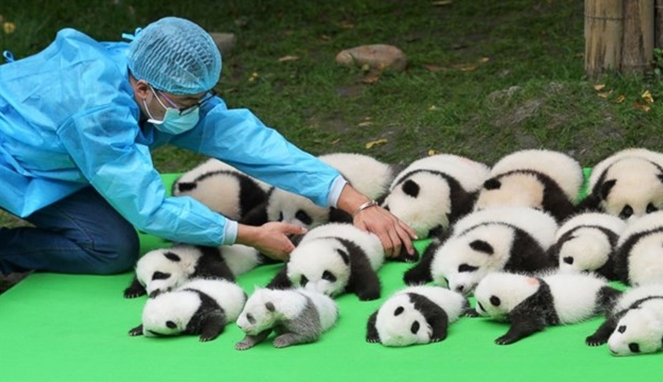 Detail Gambar Anak Panda Lucu Nomer 9