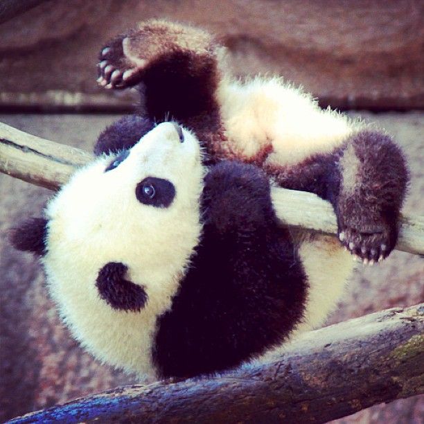 Detail Gambar Anak Panda Lucu Nomer 11
