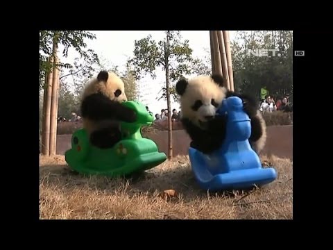 Detail Gambar Anak Panda Lucu Nomer 14