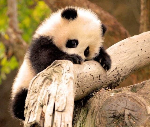 Detail Gambar Anak Panda Lucu Nomer 15