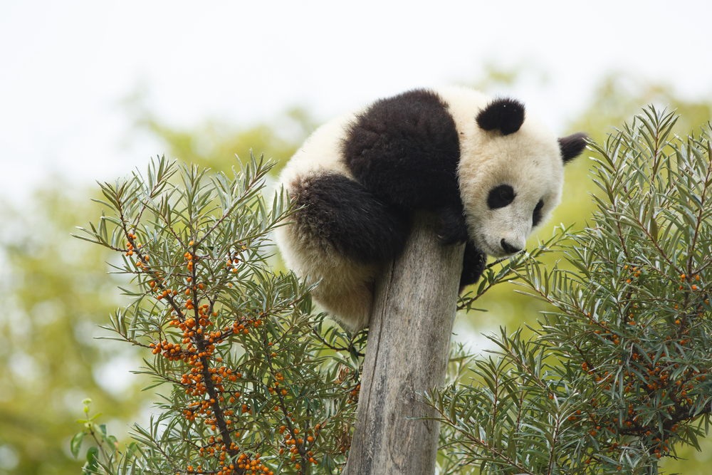 Detail Gambar Anak Panda Lucu Nomer 19