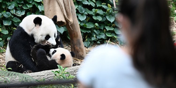 Detail Gambar Anak Panda Lucu Nomer 33