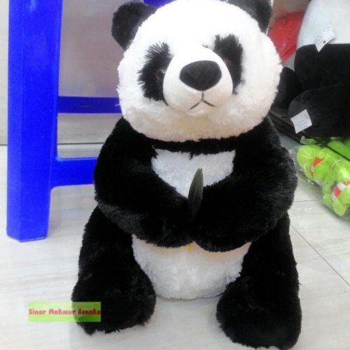 Detail Gambar Anak Panda Lucu Nomer 43