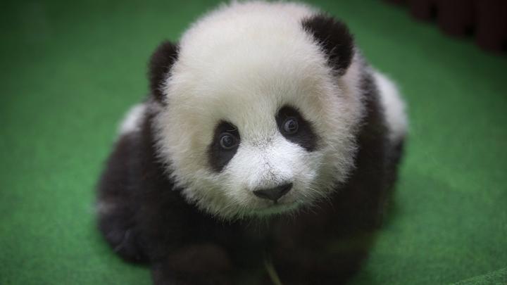 Detail Gambar Anak Panda Lucu Nomer 44