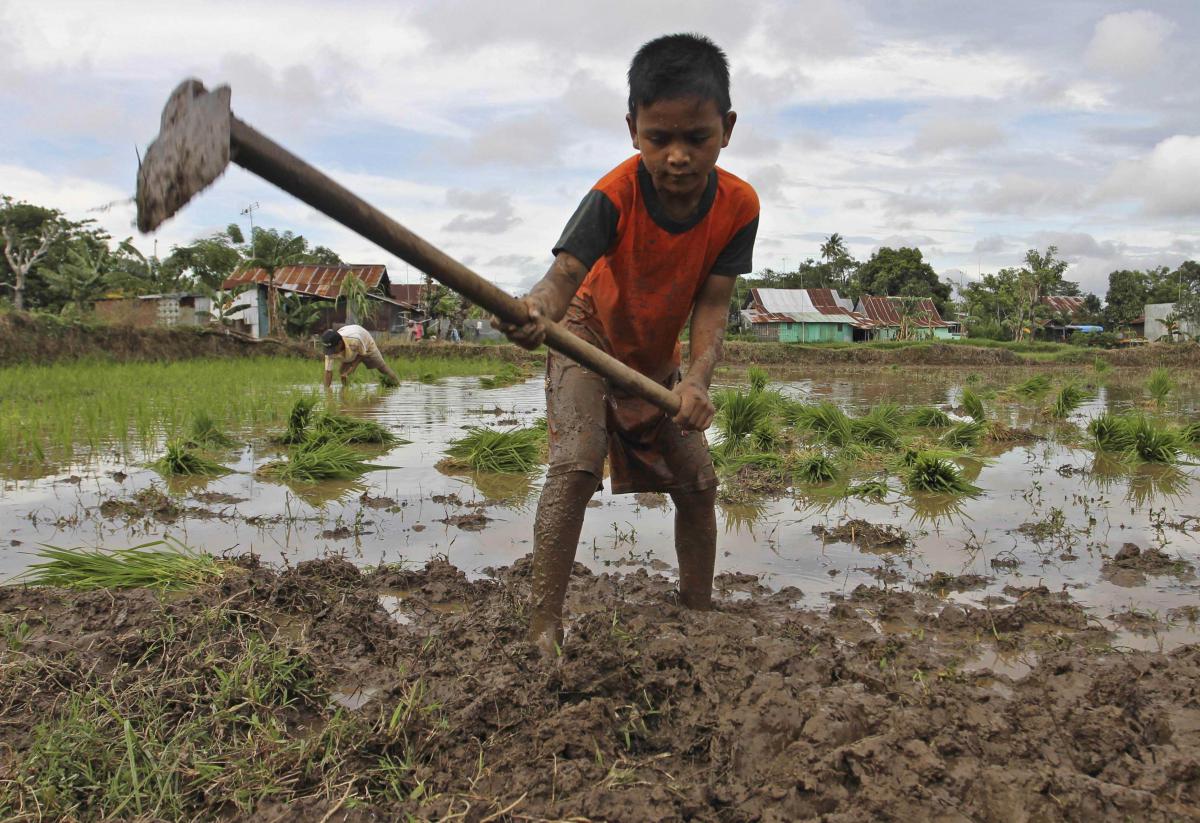 Detail Gambar Anak Petani Nomer 5